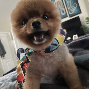 The Soggy Dog - My lil Pooties!! Hoochie Coochie baby!! - Pet Stores Near Me - Henderson, Nevada The Soggy Dog - My lil Pooties!! Hoochie Coochie baby!! - Pet Stores Near Me - Henderson, Nevada