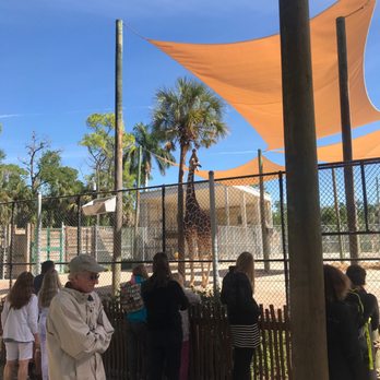 Naples Zoo - Giraffe feeding - Zoos Near Me - Naples, Florida