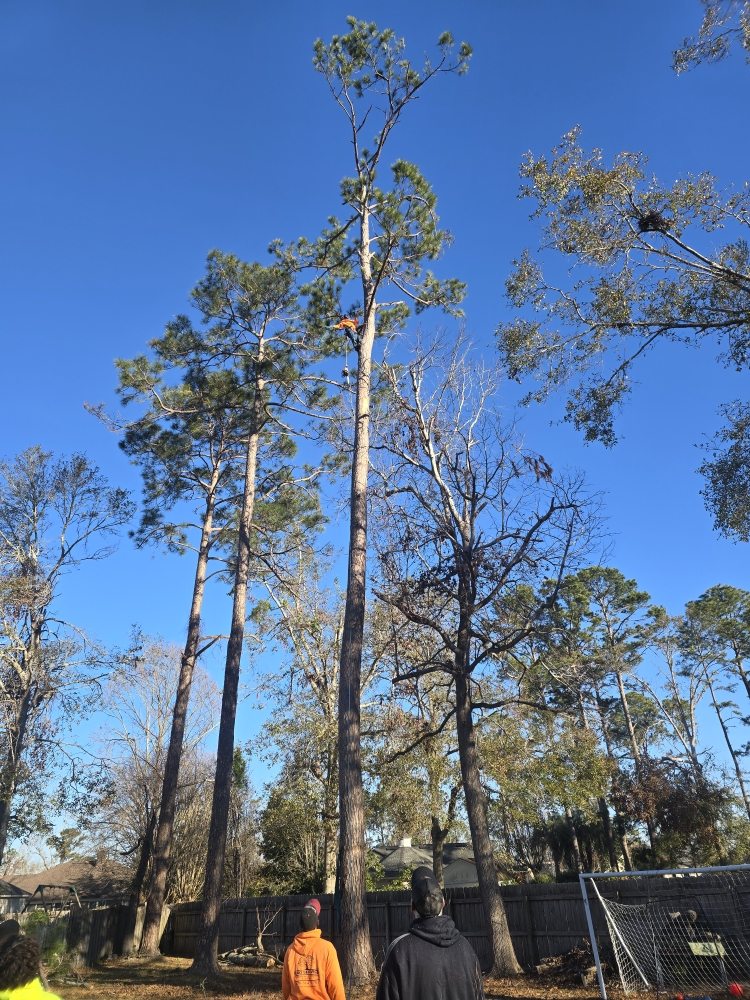 Slide of Pro Service Tree Service