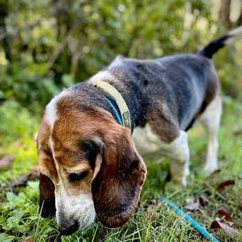 Golden Wood - Nature walks are perfect for outdoorsy pups. - Pet Sitting Near Me - Fairplay, Maryland