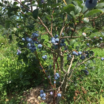 Fairwinds Farm - Pick Your Own Farms Near Me - Bowdoinham, Maine
