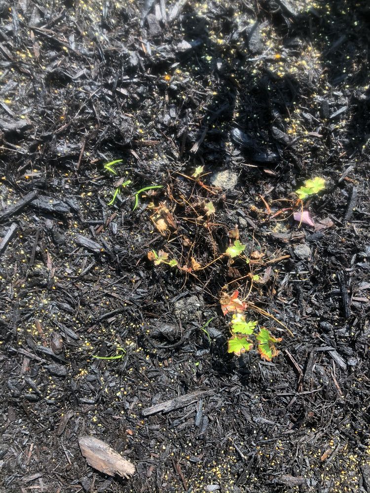 LOWE’S GREENHOUSE, FLORIST AND GIFT SHOP Updated August 2024 86