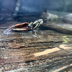 Zoo Ecomuseum