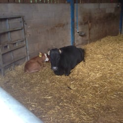 Wythenshawe Community Farm - New born with mum