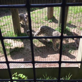Memphis Zoo - Zoos Near Me - Memphis, Tennessee Memphis Zoo - Zoos Near Me - Memphis, Tennessee