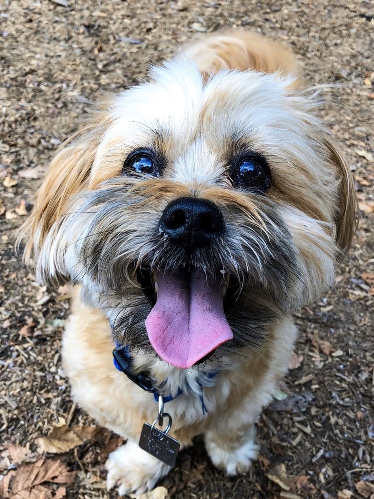 K9 CORRAL AT CRAIG RANCH 11 Photos & 11 Reviews Millie Way