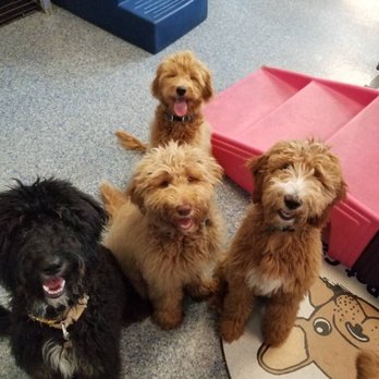 Patrick's Pet Care - Pet Training Near Me - Washington, DC, District of Columbia Patrick's Pet Care - Pet Training Near Me - Washington, DC, District of Columbia