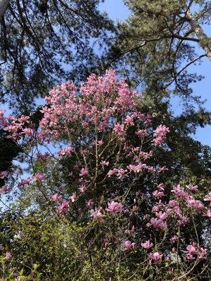 Parc Bagatelle - la Roseraie by null