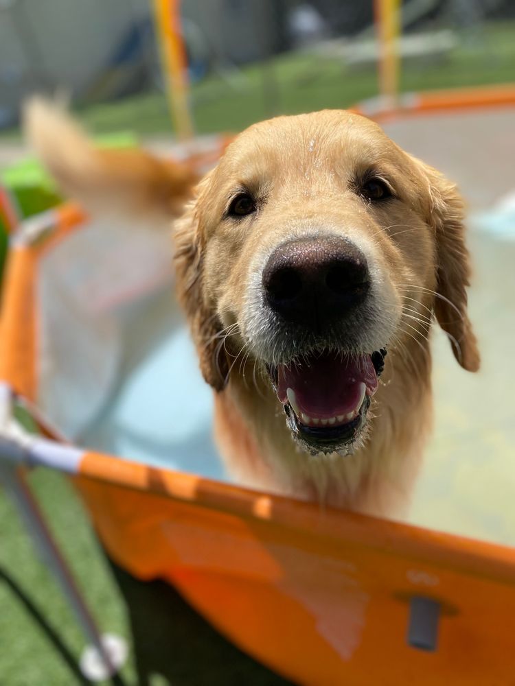 K9 TAILSHAKERS 160 Photos & 44 Reviews 9204 Gulfstream Rd, Frankfort, Illinois Pet