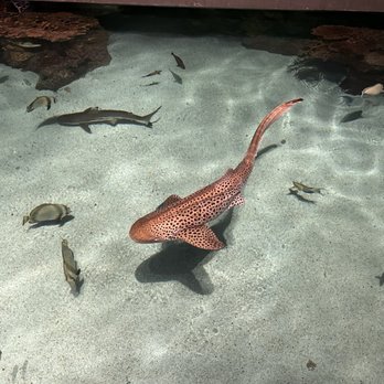 National Aquarium - Aquariums Near Me - Baltimore, Maryland National Aquarium - Aquariums Near Me - Baltimore, Maryland