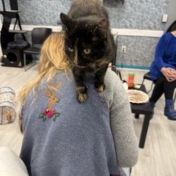 Kitty Queen Cat Rescue