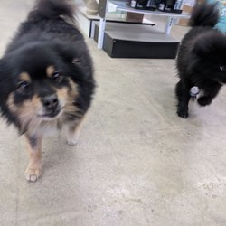 Lucky's Pool Center - PUPPERS