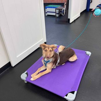 Potrerok9 - Ralphie getting a feel for the place bed at PawsNPlay - Pet Training Near Me - Sacramento, California Potrerok9 - Ralphie getting a feel for the place bed at PawsNPlay - Pet Training Near Me - Sacramento, California