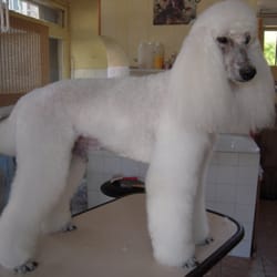 Le chien qui mousse