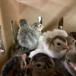 Ideal Poultry Breeding Farms