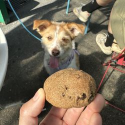 Bittersweet