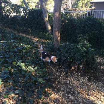 Cipriani Dog Park - Leave the kids at home - Dog Parks Near Me - Belmont, California Cipriani Dog Park - Leave the kids at home - Dog Parks Near Me - Belmont, California