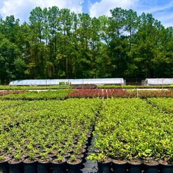 Container Grown Nursery