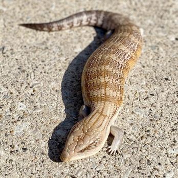 Dave’s Skinks - Karen. Adult female Northern blue tongue. "Classic" No specialty gene. Features reduced side banding - Pet Breeders Near Me Dave’s Skinks - Karen. Adult female Northern blue tongue. "Classic" No specialty gene. Features reduced side banding - Pet Breeders Near Me
