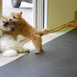 Mission Impawsible Dog Training