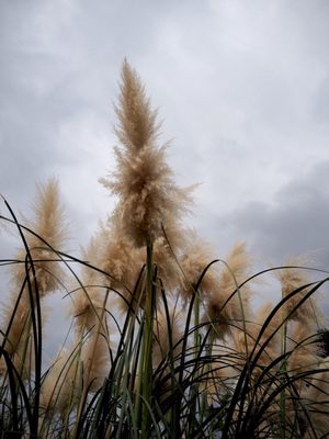 teamLab Botanical Garden Osaka by null