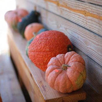 Walden Farm - Pumpkins 2024 - Attraction Farms Near Me - Smyrna, Tennessee Walden Farm - Pumpkins 2024 - Attraction Farms Near Me - Smyrna, Tennessee