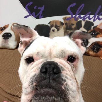 Shaggy Chic - Pet Groomers Near Me - Toledo, Ohio Shaggy Chic - Pet Groomers Near Me - Toledo, Ohio