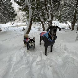 New Earth Estate - Mya and Blu romping around in the snow! Having the best time ever!