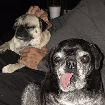 AZ Pug Life Rescue - Pet Services Near Me AZ Pug Life Rescue - Pet Services Near Me