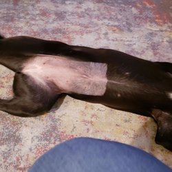 Pet Adoption Service - Lost Dog