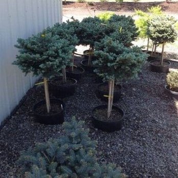 Dave's Landscaping - Landscaping Near Me - Amsterdam, New York
