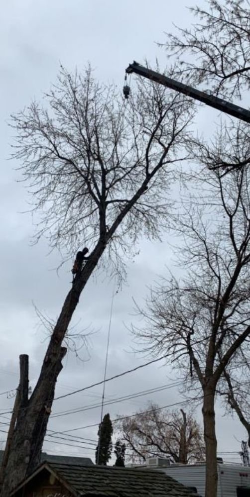 Amp Tree Works - tree service in Boise, ID