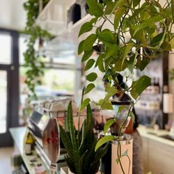 Middle State Coffee - The vines hanging over the counter are a nice touch to the shop's overall appearance.