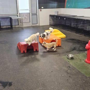 Dogtopia - Pet Boarding Near Me - Easton, Pennsylvania