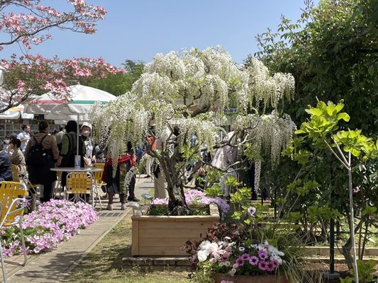 Ashikaga Flower Park by null