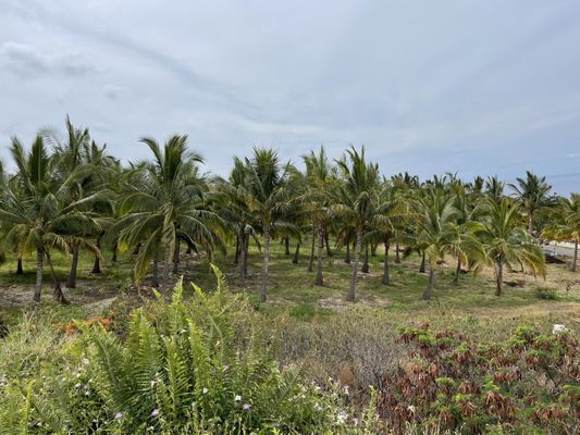 Punakea Palms by null