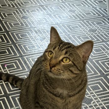 DeLand Cat Cafe - Sweet Tigger - Themed Cafes Near Me - DeLand, Florida DeLand Cat Cafe - Sweet Tigger - Themed Cafes Near Me - DeLand, Florida