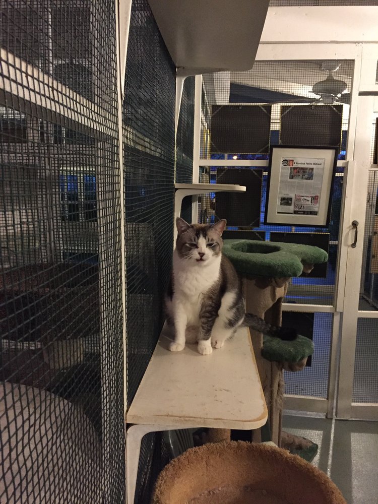 COZY CAT LODGE KAILUA Updated August 2024 11 Photos & 11 Reviews