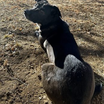 PetSmart - One happy pupper - Pet Training Near Me - Aurora, Colorado