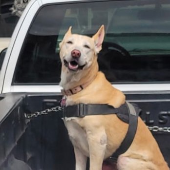 Wag Your Tail - Stella smiling after Wag Your Tail hooked her up! - Pet Groomers Near Me - Lakewood, California Wag Your Tail - Stella smiling after Wag Your Tail hooked her up! - Pet Groomers Near Me - Lakewood, California