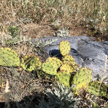 Flatirons Vista Trail - Lots of mini cactus plants around - Hiking Near Me - Boulder, Colorado