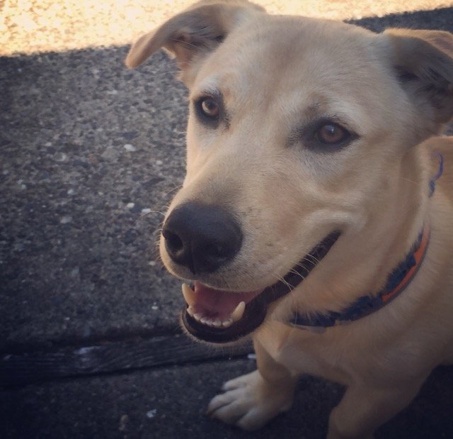 Slide of Yellow Dog Plumbing And Heating