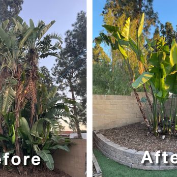 Tree Trimming Team - Out of control Birds of Paradise now tame and beautiful - Tree Services Near Me - Mission Viejo, California Tree Trimming Team - Out of control Birds of Paradise now tame and beautiful - Tree Services Near Me - Mission Viejo, California