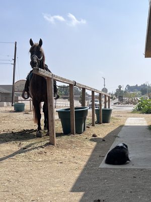 S&D Horseback Riding by null