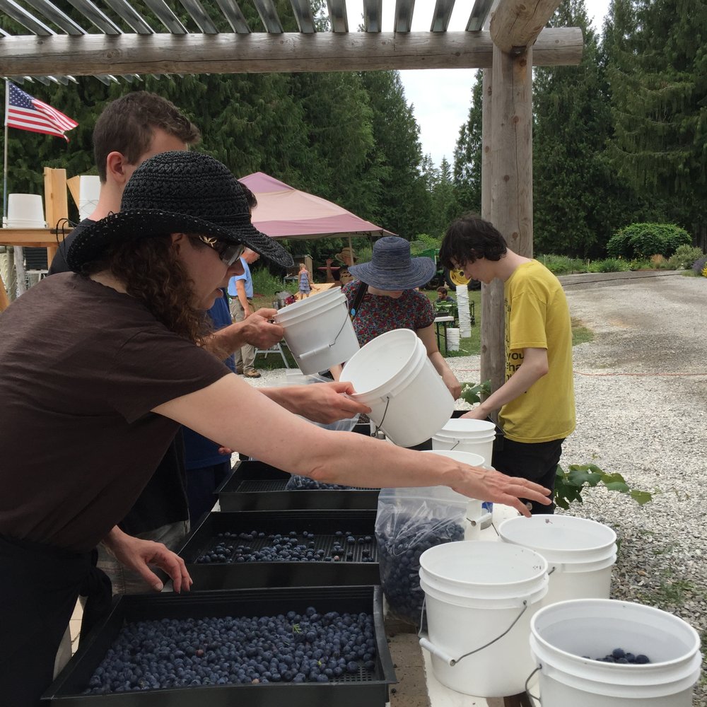 Shingle Mill Blueberry Farm - sifting out any bugs and weighing - Fruits & Veggies Near Me - Sandpoint, Idaho Shingle Mill Blueberry Farm - sifting out any bugs and weighing - Fruits & Veggies Near Me - Sandpoint, Idaho