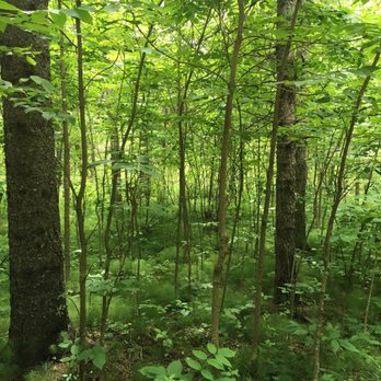 Itasca State Park-Park Headquarters - The headwaters of the Mississippi River are a star attraction, but the views walking there do a fine supporting job. - Parks Near Me - Park Rapids, Minnesota