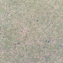 Pecan Lakes Golf Club - What the greens look like