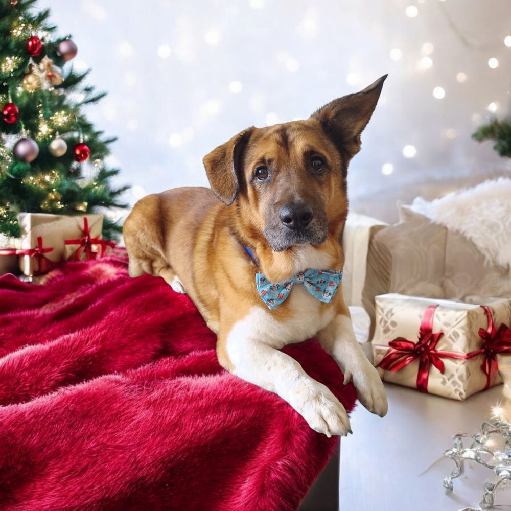 Common Paws - pet boarding facility in Marysville, OH