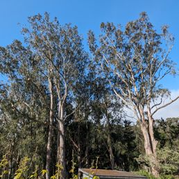 Eucalyptus trimmed back We have asked neighbors to cut trees but they were not responding. Thank you All Stars tree service! Great job Eucalyptus trimmed back We have asked neighbors to cut trees but they were not responding. Thank you All Stars tree service! Great job