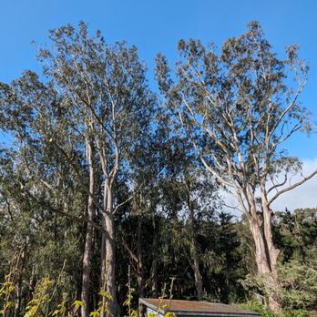 All Stars Tree Service - Eucalyptus trimmed back  We have asked neighbors to cut trees but they were not responding. Thank you All Stars tree service! Great job - Tree Services Near Me - Novato, California